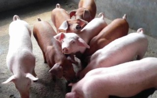 猪苗的价格，各地的售价有很大区别