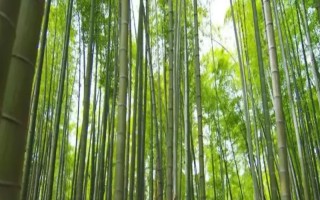 北方的大型竹子有哪些，常见的有毛竹、紫竹、金镶玉竹等