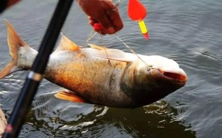 如何判断是钓深水还是浅水，首先考虑鱼自身的习性