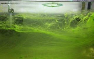 鱼缸爆藻的所需条件，需要充足的光照、富养的水体等