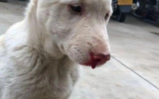 狗狗为什么流鼻涕带血，一般是鼻炎或鼻窦炎、上火、白血病等疾病引起