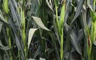 锋登玉3号玉米种简介，播种前犁耙好地