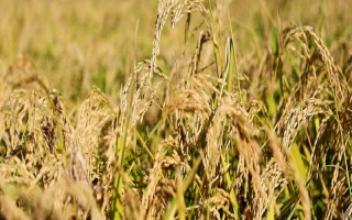 深两优876水稻品种简介,秧田播种量每亩6-7公斤