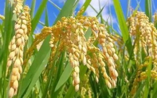深优9775水稻种子简介，每亩有效穗16.3万