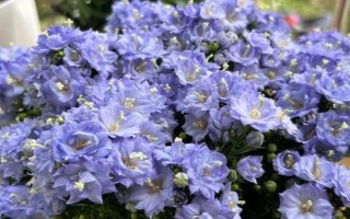 风铃花开败后怎如何修剪，要先将植株上所有的残花剔除