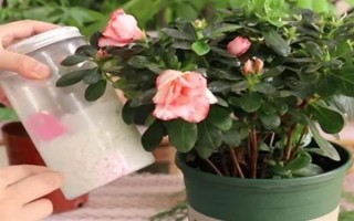 种植杜鹃花的要点，注意剪除细弱的枝条和过于繁茂的枝条