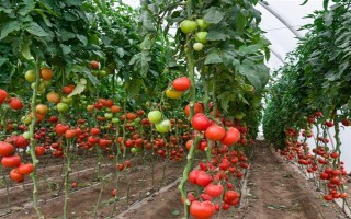 哪些蔬菜可以在6月份种植，适合选择黄瓜、番茄、豇豆等品种