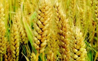 陇育5号小麦品种简介，全生育期280天