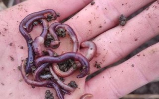 台钓鲫鱼子线要多长，根据鱼情、季节、钓法等决定