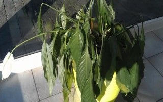 白掌叶子蔫了怎么处理，需注意温度调控和正确浇水等