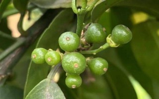 芸苔素多久喷一次，可延长花期