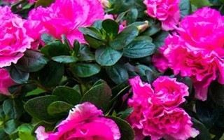 春天开哪些花，常见的有矮牵牛、杜鹃花等