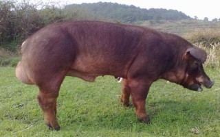 苏太母猪配什么公猪好,可选长白公猪、杜洛克猪、约克夏猪等