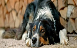 犬髋关节发育不良的简介，是一种后天发育畸形、由多种病因引发的疾病