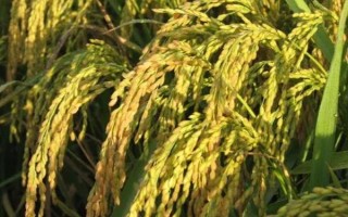 隆两优3248水稻种子介绍，每亩大田用种量0千克左右