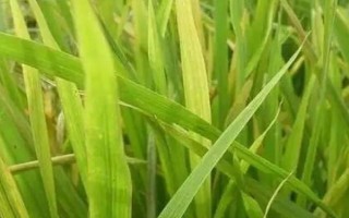 湘州优918水稻种子介绍，每亩基本苗6万左右
