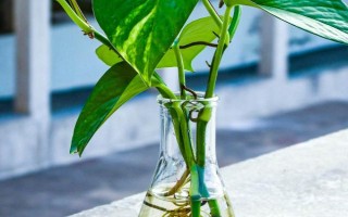 如何水培绿萝，应选用健康强壮且带有气生根的枝茎