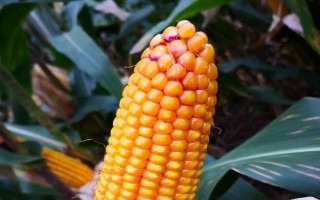 丹玉609玉米种子特点，适宜在中等以上肥力土壤上栽培