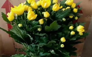 菊花的种植方法，种之前需要对其根部进行修剪