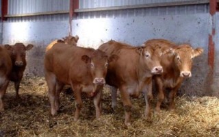 养牛防疫注意事项,接种疫苗时切勿超剂量使用