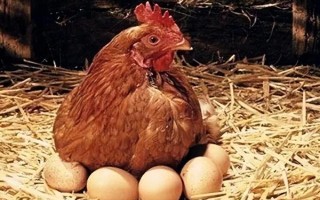 为什么十月份鸡不下蛋了,可能是温度较低或饲料不足所致