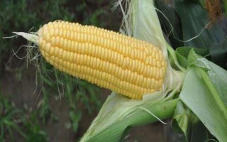 盛白玉5号玉米种子特征特性,每亩密度3200-4000株
