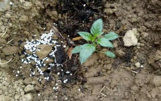 辣椒落花落果的原因及防治方式,可能是温度不适或浇水不当引起的