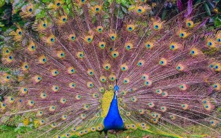公孔雀开屏吗，只有公孔雀会开屏