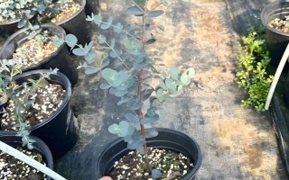 尤加利的养殖方法，每天晒光6小时左右