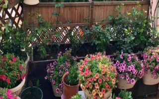 家庭盆栽种花选择什么土壤,腐殖土、园土和沙土都可以