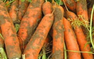 霜降过后可以在阳台上种什么蔬菜，可种植白菜、胡萝卜、大蒜等品种