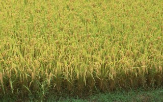 新育3号水稻品种简介，4月中旬播种