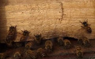 新收的蜜蜂不做巢的原因，可能是没有蜂王或缺少食物等