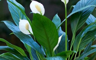 白掌叶尖发黑的补救方法，要根据实际情况采取对应措施