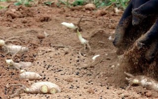 生姜怎么催芽，可采取以下3种方式