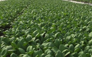 青菜亩产量多少公斤，平均产量约为2500公斤/亩