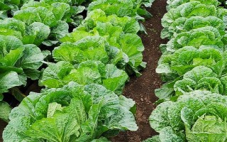 白菜的产地，现全国各地普遍都有栽培