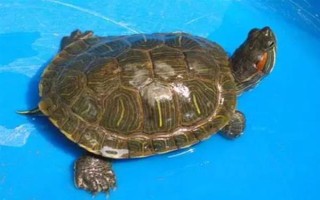 巴西龟冬眠苏醒的时间，一般在次年的3-4月份逐渐苏醒