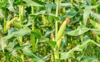 华耐黑糯57玉米品种简介，糯玉米品种