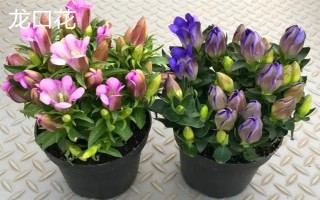 重阳节有哪些花卉开放，一串红、大丽花等品种均在此时开花