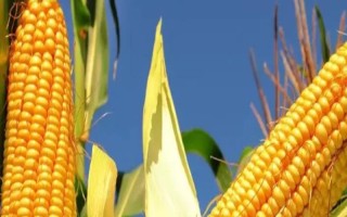 耘丰7号玉米品种简介，中抗茎腐病（10.2%MR）