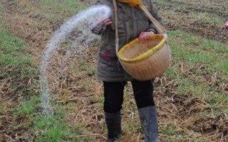 复合肥撒在地里面的肥效是多久，肥效期90天左右