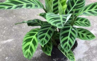 天鹅绒竹芋的养殖方法，适宜的生长温度在18-30℃