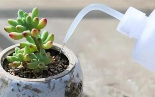 养殖多肉怎么配制土壤，一般用颗粒土和腐殖土搭配