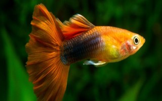 热带鱼多久繁殖一次，通常30-60天繁殖一次