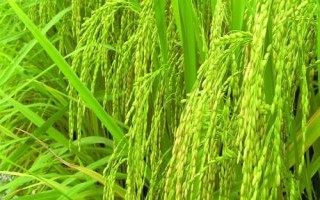 旌香优6878水稻品种简介,全生育期116.4天