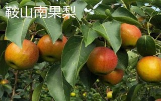 辽宁省鞍山市水果特产,别称钢都、玉都