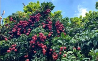 早熟荔枝采果后如何施肥，以优质有机肥和氮磷钾完全肥为主