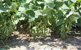 石黑豆13号大豆品种的特性，夏播特用大豆品种