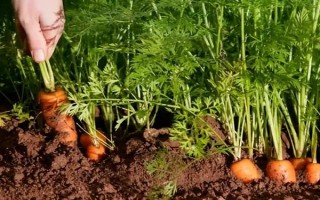 氯吡嘧磺隆主要用于什么作物，主要用在小麦、玉米、高粱等作物